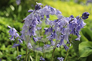 Hyacinthoides hispanica. Spanish bluebell spring flowering flowers.