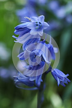 Hyacinthoides hispanica, the Spanish bluebell or wood hyacinth flower in the spring garden photo