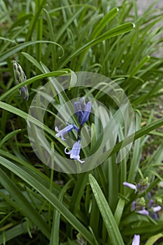 Hyacinthoides non-scripta in bloom
