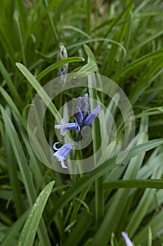 Hyacinthoides non-scripta in bloom