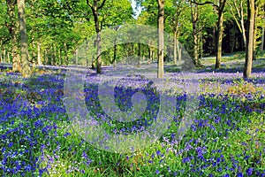 Hyacinthoides non-scripta. Bluebells covering Badby Woods