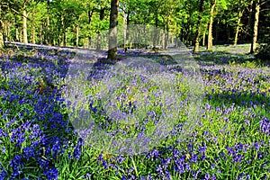 Hyacinthoides non-scripta. Bluebells covering Badby Woods