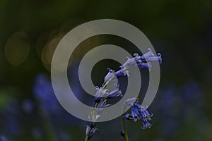 Hyacinthoides non-scripta Closeup with sun bokeh