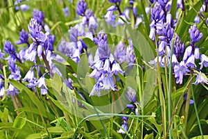 Hyacinthoides non-scripta - common bluebell photo