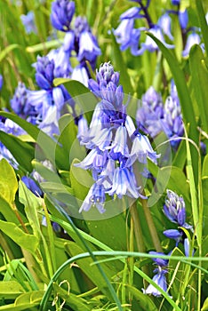 Hyacinthoides non-scripta - common bluebell photo