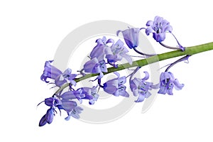 Hyacinthoides non-scripta Flower