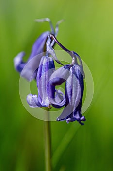 spring flowering bluebell photo