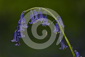 Hyacinthoides non-scripta and Spider Closeup