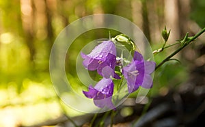 Hyacinthoides non-scriptus - Summer flowers - Bluebell in forest