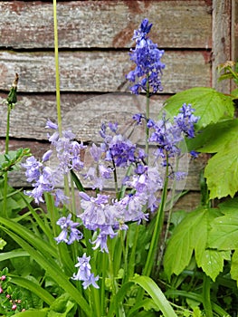 Hyacinthoides undescribed is a perennial bulbous herbaceous plant