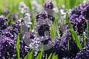 Hyacinths