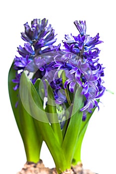 Hyacinths