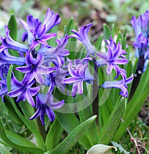 Hyacinths are blooming in the garden