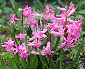 Hyacinths are blooming in the garden