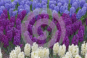 Hyacinths