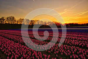 Hyacinths Field at Sunset