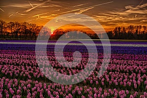 Hyacinths Field at Sunset