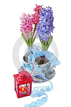 Hyacinths and flashlight on a white background