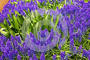Hyacinths, flower garden. Park Keukenhof, Holland