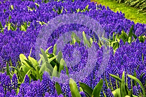Hyacinths, flower garden, park Keukenhof, Holland