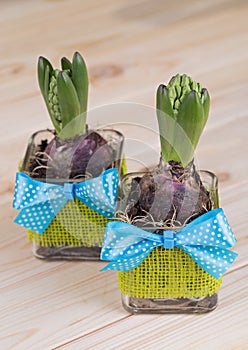Hyacinths in glass pots with the decoration of green jute and blue bow