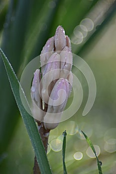 Hyacinths (Hyacinthus) - hyacinth buds