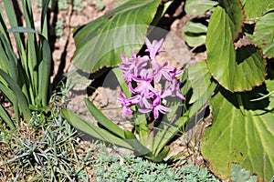 Hyacinths or Hyacinthus pink flowers starting to form spike or racemes of flowers