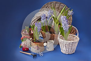 Hyacinths next to the watering can and gnome on blue background