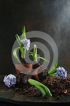 Hyacinths in pots. Transplanting flowers in spring. The season of planting plants in the ground. Pieces of earth and a