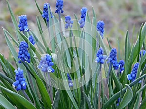 Hyacinths - small blue bush flowers