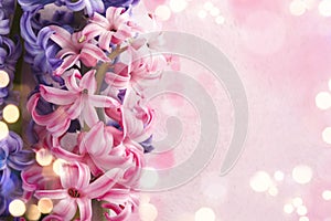 Hyacinths. Spring flowers.Spring Background