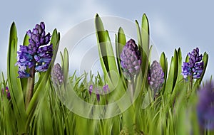 Hyacinths spring meadow