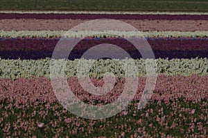 Hyacinthus field, Holland