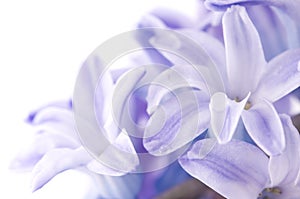 Hyacinthus flower