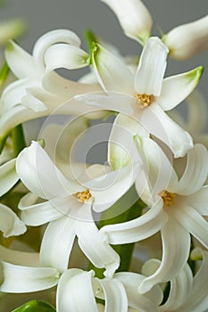 Hyacinthus flower blooms