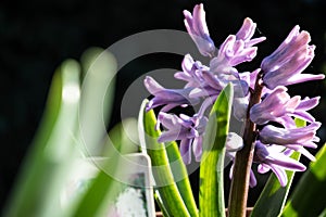 Hyacinthus is a genus of plants from the Asparagaceae