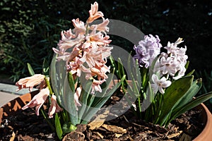 Hyacinthus is a genus of plants from the Asparagaceae family