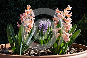 Hyacinthus is a genus of plants from the Asparagaceae family