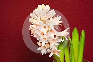 Hyacinthus orientalis