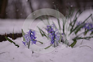 Hyacinthus orientalis bloomed in the snow. purple hyacinth in late winter