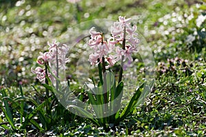 Hyacinthus orientalis - Blooming spring flower on a meadow in the park in sunshine