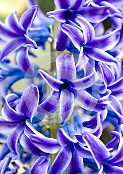 Hyacinthus Orientalis blue