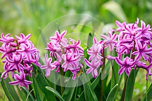 Hyacinthus orientalis in garden, common hyacinth in spring. Magenta flowers, floral pattern, nature background. Pink blossom,