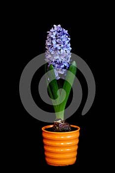 Hyacinthus orientalis - in pot isolated on black