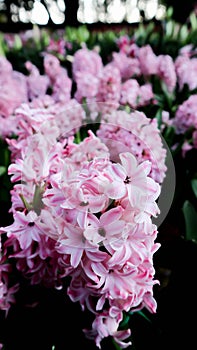 Hyacinthus or Scilloideae, Asparagaceae or  Hyacinthus or Plantae