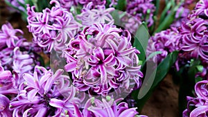 Hyacinthus or Scilloideae, Asparagaceae or  Hyacinthus or Plantae