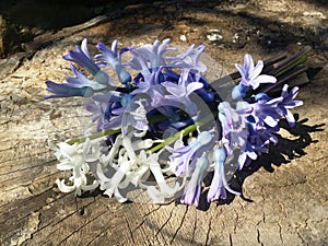 Hyacints on wood .