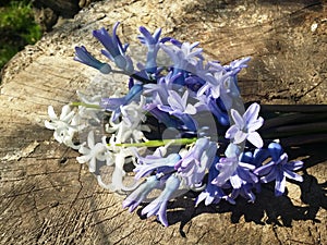 Hyacints on wood .