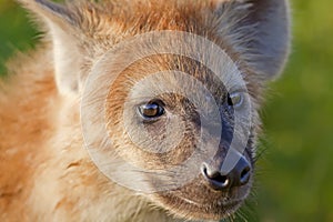 Hyaena photo