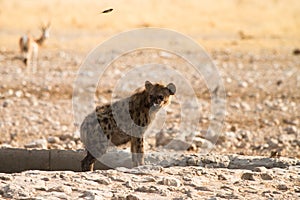 Hyaena photo